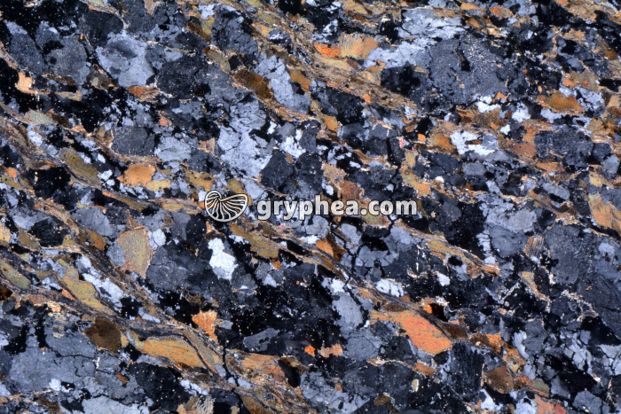Gneiss LPA x3,5 - gryphea.com